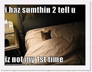 funny-pictures-cat-bed-not-first-time * 500 x 375 * (31KB)